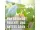 Compo Bio Zitruspflanzendünger, 500 ml