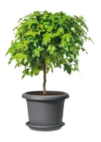 Scheurich Untersetzer Serie 331 Linda metallic grau Ø 18 cm