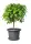 Scheurich Untersetzer Serie 331 Linda metallic grau Ø 54 cm