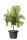 Scheurich Pflanzgefäß Oliver Ø 20 cm Metallic Grau