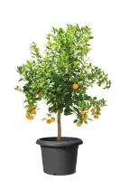 Scheurich Pflanzgefäß Oliver Ø 45 cm...