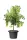 Scheurich Pflanzgefäß Oliver Ø 50 cm Metallic Grau