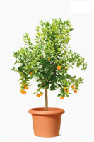 Scheurich Pflanzgefäß Oliver Ø 25 cm...