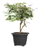 Scheurich Pflanzgefäß Nora 33 cm x 33 cm...