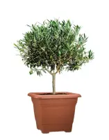 Scheurich Pflanzgefäß Nora 33 cm x 33 cm...