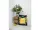 Westland Zitruspflanzenerde Torffrei mit Seramis, 8 l