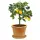 Pflanztopf Spang Ton Ø 36 cm Terracotta
